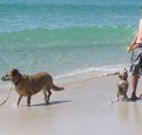 A Paradise Bungalow Waterfront - Goulburn Accommodation