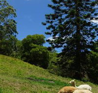 Wattle Gully Retreat - Goulburn Accommodation