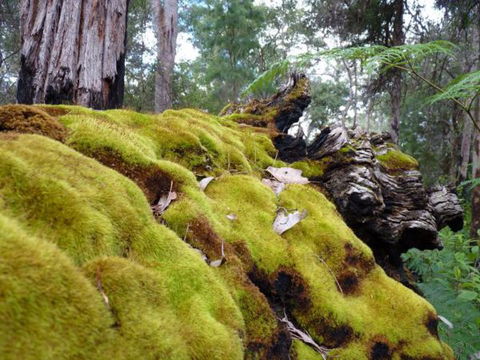 Wolfe Creek Crater Camp At Wolfe Creek Crater National Park - Goulburn Accommodation 14
