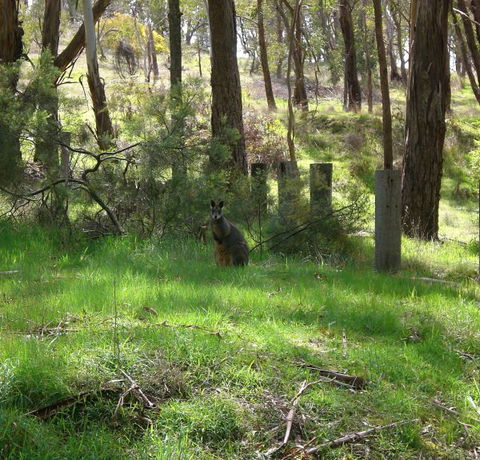Mount Cole Cottages - Goulburn Accommodation 7