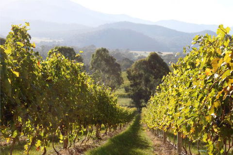 Pizzini's Vineyard Guesthouse - Goulburn Accommodation 6