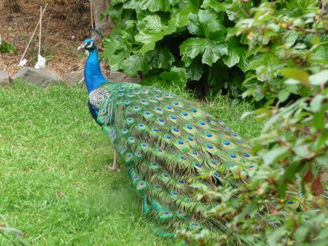 Eurambeen Historic Homestead And Gardens - Goulburn Accommodation 4