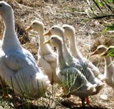 Duck Duck Goose Bed and Breakfast - Goulburn Accommodation