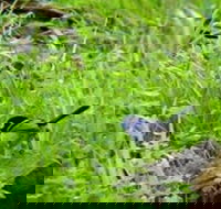 Morialta Bed And Breakfast - Goulburn Accommodation