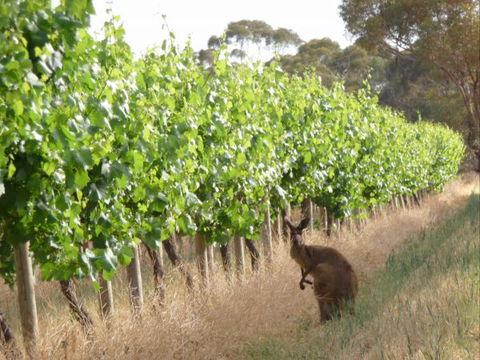 Angas Plains Wines Suites - Goulburn Accommodation 6