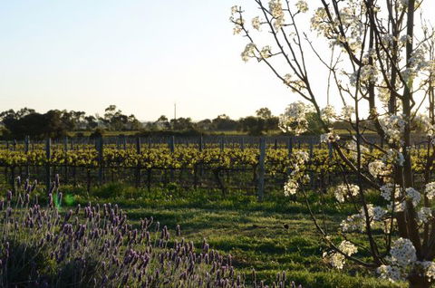 Angas Plains Wines Suites - Goulburn Accommodation 7