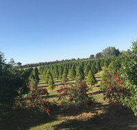 Rutherglen Christmas Trees Farm Stay - Goulburn Accommodation