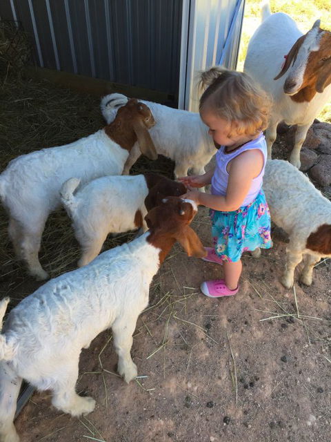 Yalooka Farm - Goulburn Accommodation 7