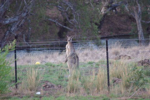 Yalooka Farm - Goulburn Accommodation 9