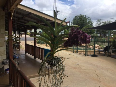 Curtain Fig Motel Yungaburra - Goulburn Accommodation 2