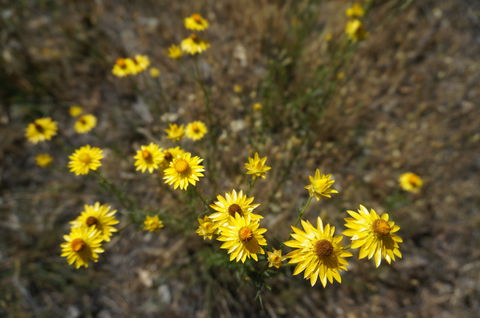Highfield Farm And Woodland Bush Campsites - Goulburn Accommodation 3