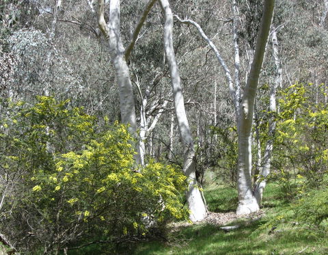 Highfield Farm And Woodland Bush Campsites - Goulburn Accommodation 4