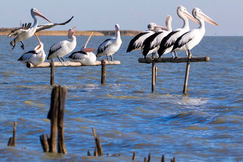 Pelican Perch Retreat - Goulburn Accommodation 0