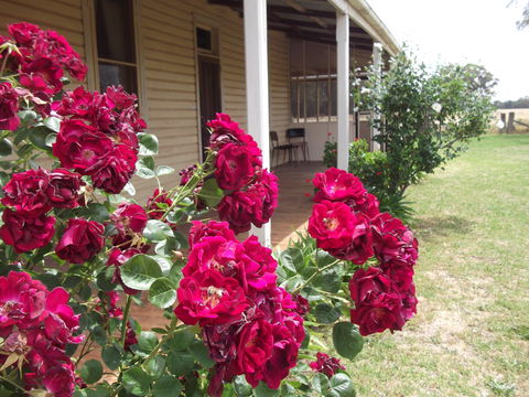 Savernake Farm Stay - Goulburn Accommodation 5