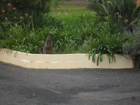 The Malone's Bed And Breakfast Guest Rooms - Goulburn Accommodation 6