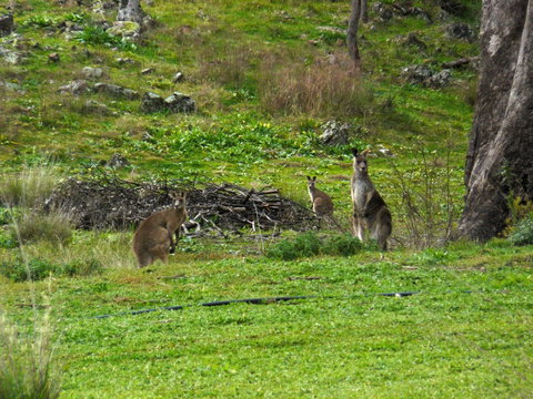 Wildwood Guesthouse - Goulburn Accommodation 5