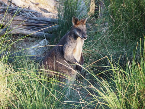 Wildwood Guesthouse - Goulburn Accommodation 8