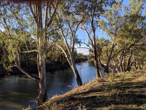 Four Mile Camping Reserve - Goulburn Accommodation 2