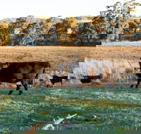 Lone Pine Homestead - Goulburn Accommodation