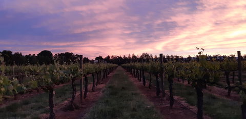 Milawa Vineyard Views - Goulburn Accommodation 0