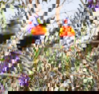 Twilight Grove Farm Bed and Breakfast - Goulburn Accommodation