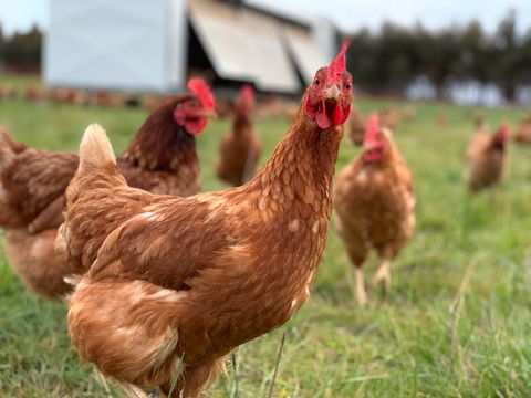 Rocklea Farm - Goulburn Accommodation 1