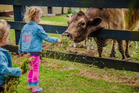 Tobruk Sydney Farm Stay - Goulburn Accommodation 2