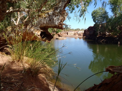 Peedamulla Campground And Cultural Tours - Goulburn Accommodation 1