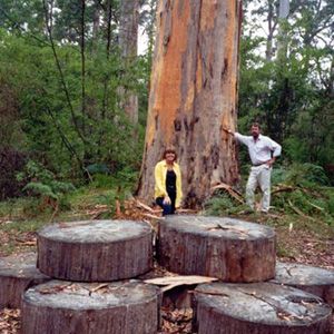 Northcliffe Bibbulmun Break Motel - Goulburn Accommodation 4