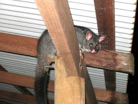 Pemberton  Forrest Cottages  - Goulburn Accommodation 0