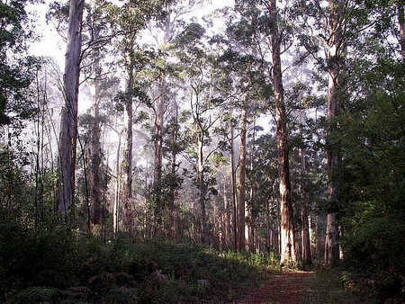 Pemberton  Forrest Cottages  - Goulburn Accommodation 1