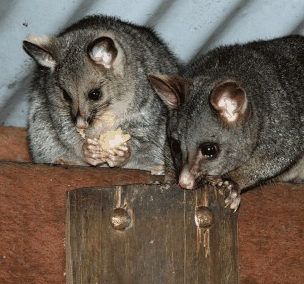 Pemberton  Forrest Cottages  - Goulburn Accommodation 4