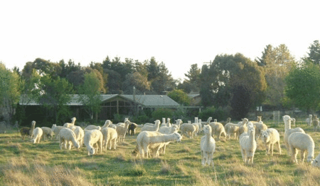 Glenhope Alpacas Self Contained Bb/farmstay - Goulburn Accommodation