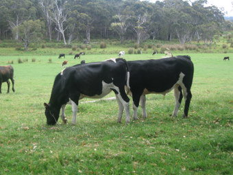 Meerup Springs Farmstay - Goulburn Accommodation 1