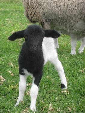 Meerup Springs Farmstay - Goulburn Accommodation 2