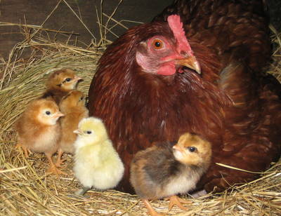 Meerup Springs Farmstay - Goulburn Accommodation 4