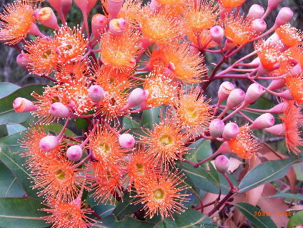 Nutkin Lodge - Goulburn Accommodation 5