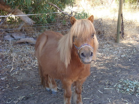 Bindoon's Windmill Farm - Goulburn Accommodation 1