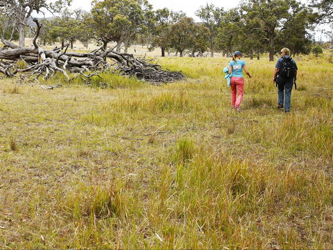 Sundown National Park Camping - Goulburn Accommodation 2