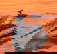 4 Pelican Court - River Shack Rentals - Goulburn Accommodation
