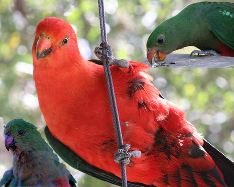 Goldsmith's In The Forest - Goulburn Accommodation 2