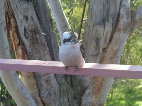 Kookaburra Dreaming - Goulburn Accommodation 0