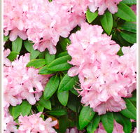 Cambridge Cottages - Goulburn Accommodation