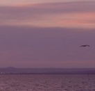 Pelican Sands Bed and Breakfast - Goulburn Accommodation