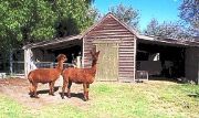 Glenfield Cottage - Goulburn Accommodation 1