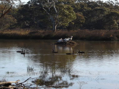 Frog Gully Cottages - Goulburn Accommodation 5