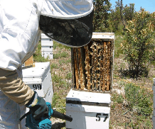 The House of Honey - Goulburn Accommodation