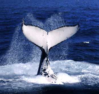 Brisbane Whale Watching - Goulburn Accommodation