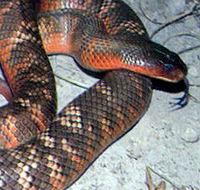 Armadale Reptile  Wildlife Centre - Goulburn Accommodation