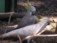 Wirrimbirra Sanctuary - Goulburn Accommodation 1